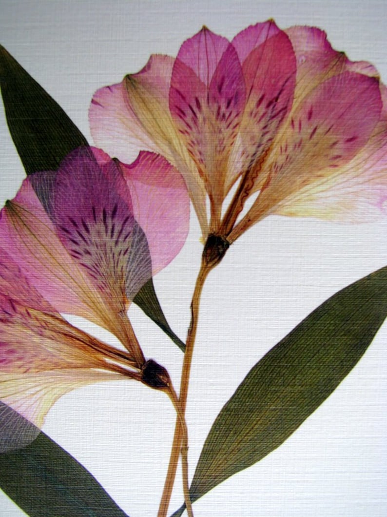 Pressed Flowers Print 8 X 10 Matted Etsy