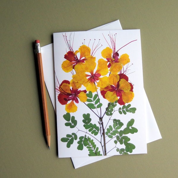 Pride of Barbados flowers card, pressed flowers, dried flowers print, tropical plant, card for gardener, blank greeting card no.1191