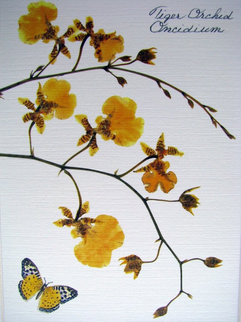 Pressed flower print 8 x 10 matted Orchids Etsy