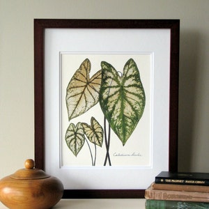 Pressed leaf print, 11x14 double matted, Caladiums, pressed Caladium leaves, wall decor no. 0083 image 4