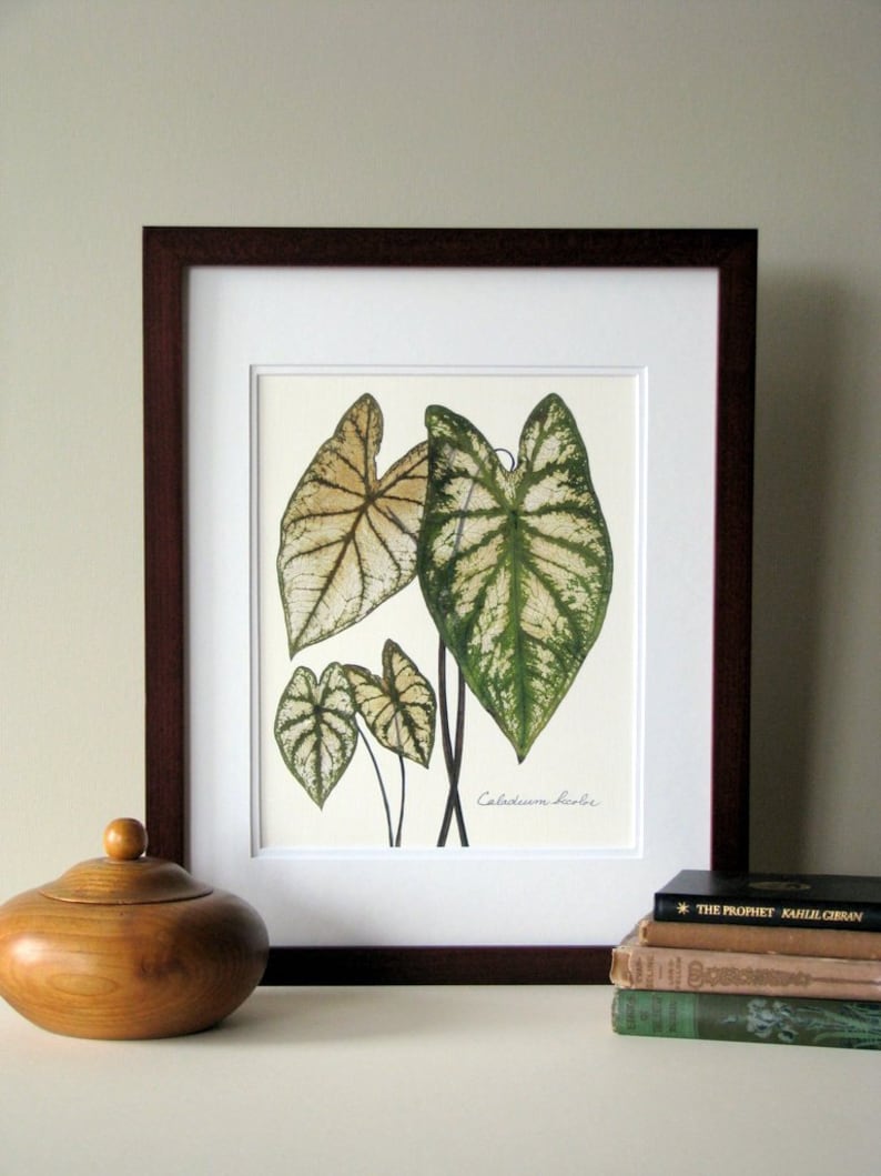 Pressed leaf print, 11x14 double matted, Caladiums, pressed Caladium leaves, wall decor no. 0083 image 4