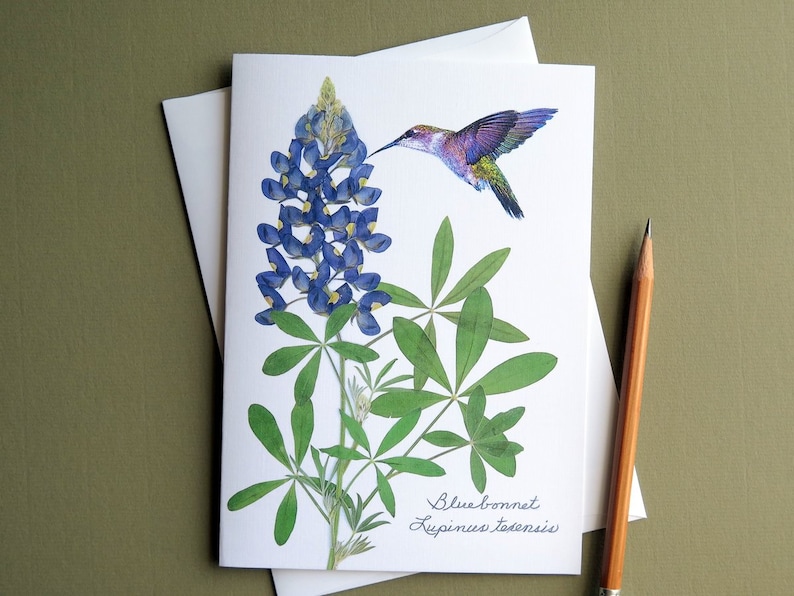 Bluebonnet wildflower with hummingbird, Texas bluebonnet, gift for a Texan, botanical greeting card, no.1152 image 2