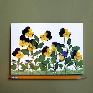 Viola - Johnny Jump Up flowers, floral card, botanical greeting card, dried flower art print card, flat flower designs card no.1146
