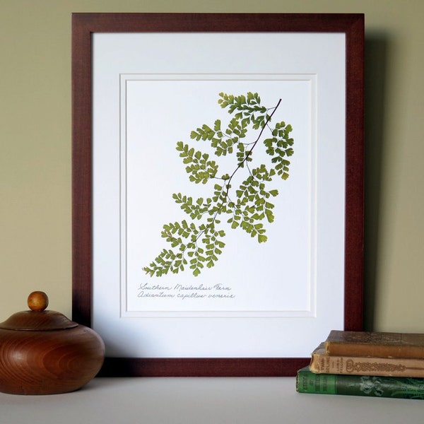 Pressed fern print, 11x14 double matted, Southern Maidenhair Fern, woodland fern, wall decor no. 006