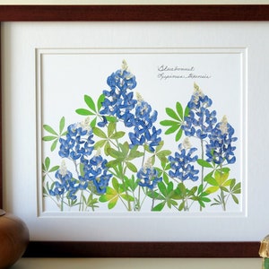 Pressed flower art print, 11x14 double matted, Texas Bluebonnets, Texas wildflowers, gift idea for a Texan, botanical wall art no. 0109 image 1