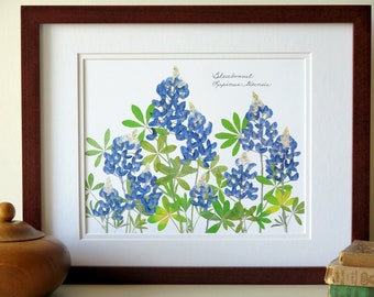 Pressed flower art print, 11x14 double matted, Texas Bluebonnets, Texas wildflowers, gift idea for a Texan, botanical wall art no. 0109