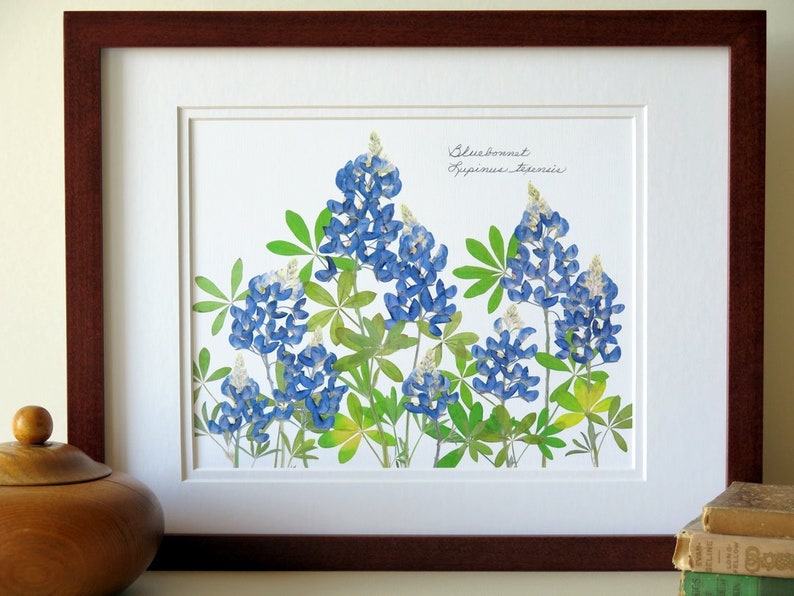 Pressed flower art print, 11x14 double matted, Texas Bluebonnets, Texas wildflowers, gift idea for a Texan, botanical wall art no. 0109 image 1
