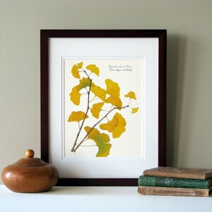 Pressed leaf print, 11x14 double matted, pressed Ginkgo leaves, tree branch, Ginkgo tree, wall art no. 0085 image 2