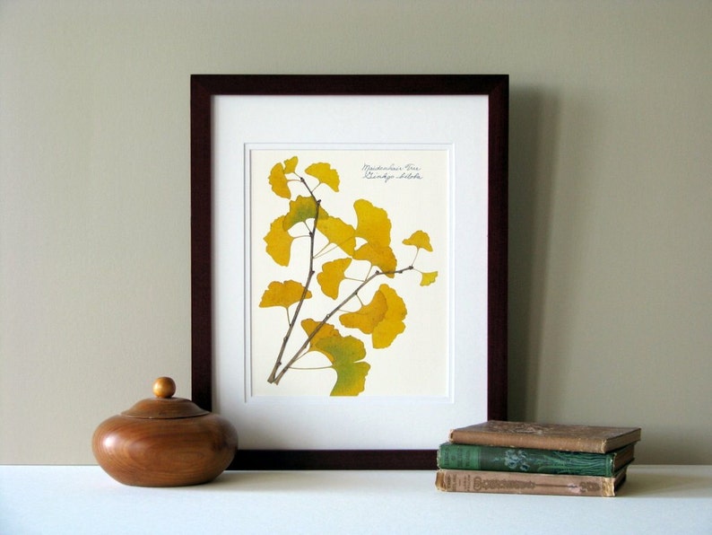 Pressed leaf print, 11x14 double matted, pressed Ginkgo leaves, tree branch, Ginkgo tree, wall art no. 0085 image 2