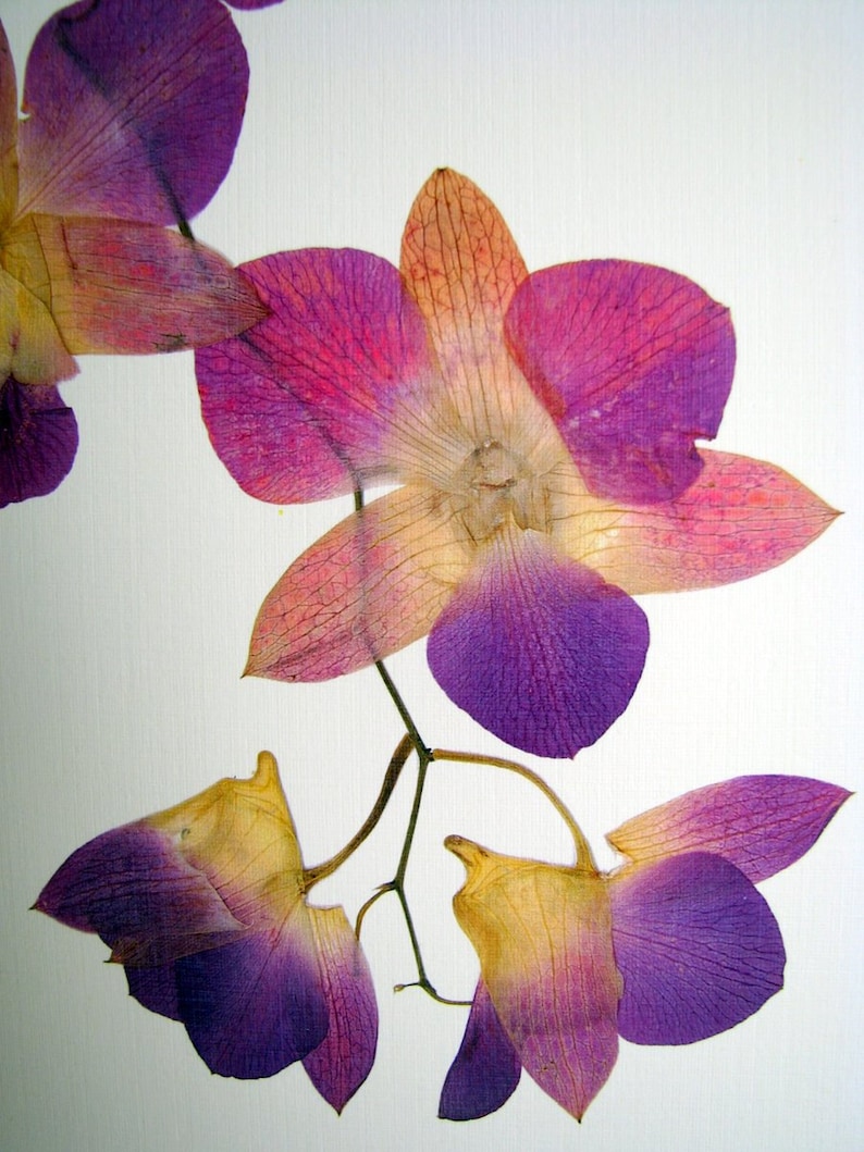 Pressed Flower Print 11x14 Double Matted Moon Orchids Etsy