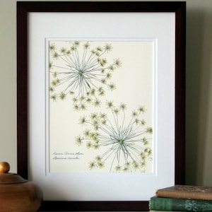 Pressed flower art print, 11x14 double matted, Queen Anne's Lace, wildflower, botanical art, flower blooms, wall decor no. 0086