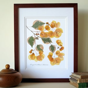 Pressed flower botanical art print, 11x14 double matted, Bougainvillea wall decor, pressed dried plant print art, no. 002
