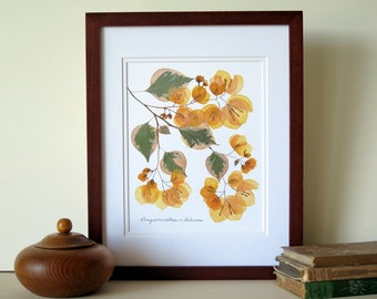 Pressed flower botanical art print, 11x14 double matted, Bougainvillea wall decor, pressed dried plant print art, no. 002