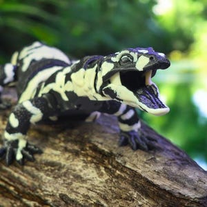 May include: A black and white lizard with its mouth open, showing its teeth. The lizard is sitting on a brown log with a green background.