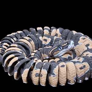 May include: A coiled snake with a black, tan, and gray pattern. The snake's head is visible, featuring blue eyes and a light-colored snout. The background is solid black, emphasizing the snake's detailed scales and markings.