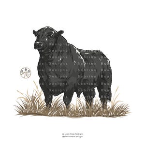May include: A digital illustration of a solid black bull standing in a patch of tan-colored grass. To the left, a circular logo features the letters SBD and a horse head. The text "ILLUSTRATIONS @sabrinabua.design" appears at the bottom center.