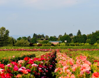 Flowers - featured in “Voices From The Farmland&quot;