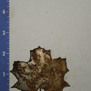 May include: A metal maple leaf with a distressed, rusty appearance. The leaf is approximately 2 inches wide and is set against a white background with an inch ruler in the image.