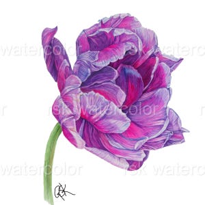 Tulip Wall Art- Watercolor Art Print of Purple Parrot Tulip- Framed and Unframed- Gift for Her