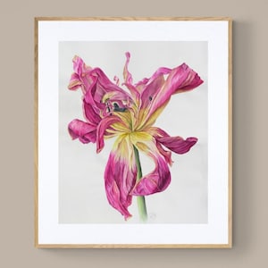 Tulip Art Print- Dried Pink Tulip Original Watercolor Painting Fine Art Print- UNFRAMED
