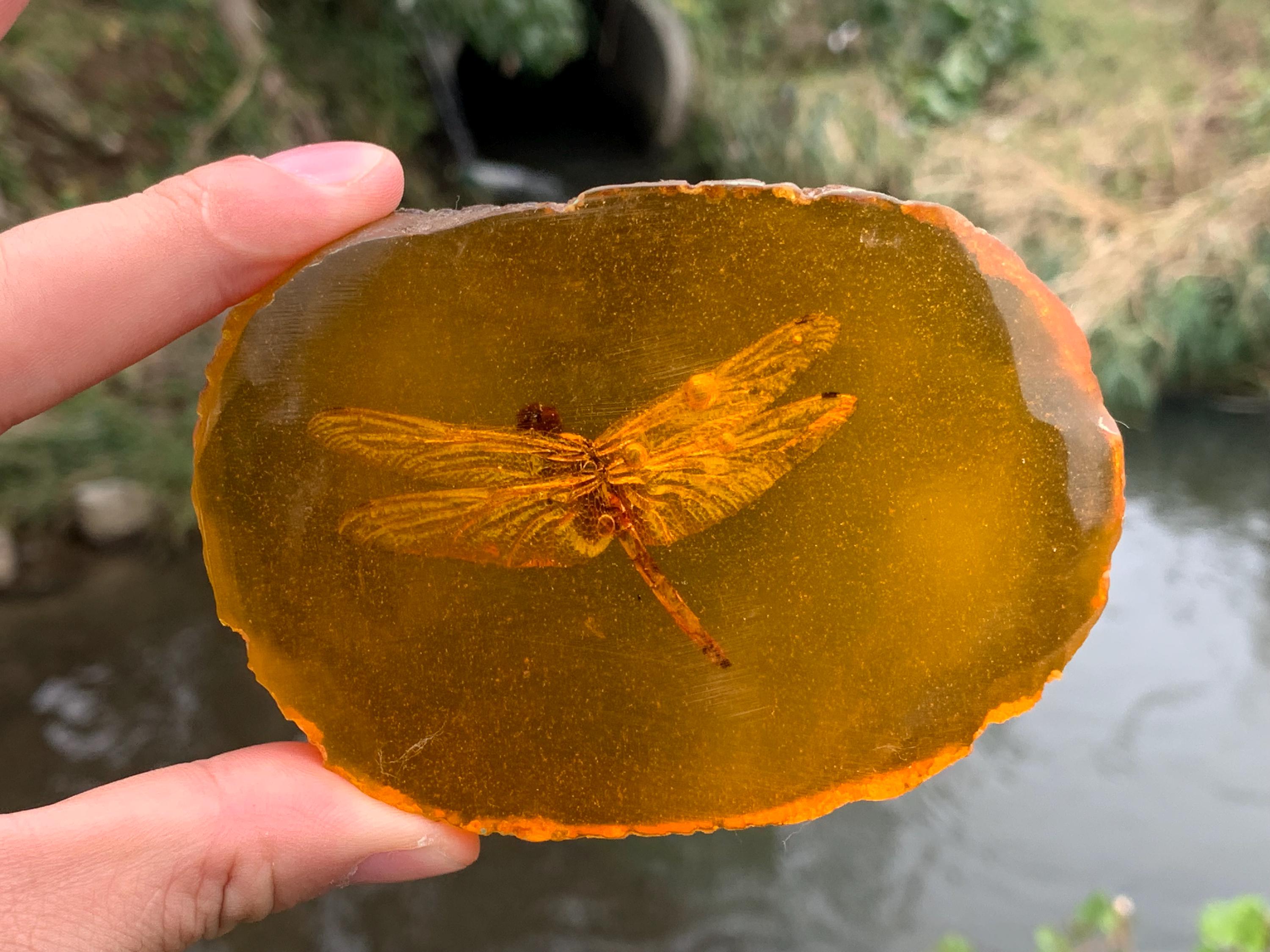 Dragonfly Amber Specimens - Etsy