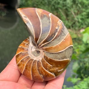 Natural Ammonite Fossil Conch,quartz crystal,Crystal Fossil,Fossil Specimen,Crystal Specimen,Energy Crystal Gifts 1pc