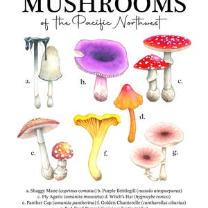 Mushrooms of the Pacific Northwest Fine Art Digital Download Print