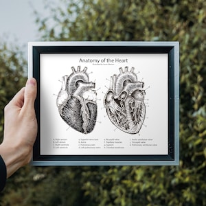 Medische hartposter, anatomie medische illustratie Fine Art Print, cardiologie decor, artsenpraktijk muurkunst, wetenschapscadeau, anatomisch hart