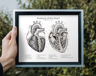 Medical Heart Poster, Anatomy Medical Illustration Fine Art Print, Cardiology Decor, Doctors Office Wall Art, Science Gift, Anatomical Heart