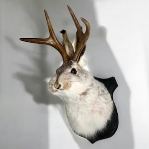 素朴なジャッカロープの壁掛け装飾、フェイク動物の頭の剥製アート、森のキャビンの壁掛け、気まぐれな鹿とウサギの角の彫刻