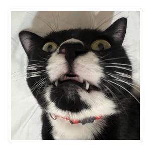 Scrimpus Sticker, funny cat sticker, meme cat sticker, funny cat, meme cat
