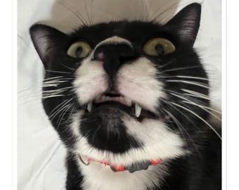 Adesivo de meme do gato Scrimpus: decalque engraçado para laptop