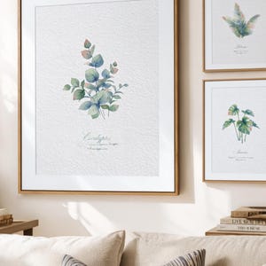 以下が含まれることがあります： 植物の水彩画イラストが描かれた、額装された3つのボタニカルプリント。最大のプリントにはユーカリの葉が描かれ、下に「Eucalyptus」の文字があります。他の2つのプリントには、異なる植物種が表示されています。フレームは温かみのある木の色合いです。