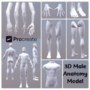 Może przedstawiać: Cyfrowa ilustracja modelu anatomii męskiej 3D, prezentująca różne części ciała, w tym ramiona, dłonie, nogi, stopy, tułów i widok całego ciała. Widoczne jest logo Procreate. Obecny jest również tekst "3D Male Anatomy Model".