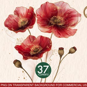 Conjunto de imágenes prediseñadas PNG de amapola roja radiante de serenidad roja con fondo transparente, ramo floral de acuarela para sublimación y diseño digital