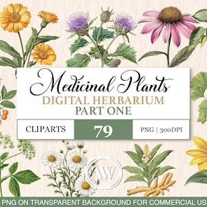 Geneeskrachtige flora: genezende planten 1 | Aquarel kruiden clipart | Natuurlijke remedies, png PNGEgg | Digitale download voor apothekers en ambachten | Clipart