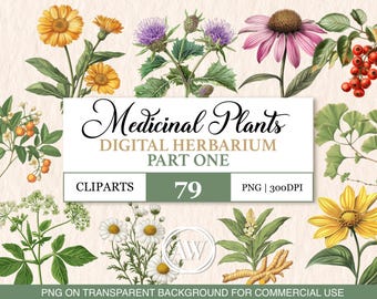 Watercolor Medicinal Plant Clipart: Herbal Remedies PNG (Digital Download)