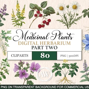 Flora Medicinal: Botânicos Curativos 2 | Clipart de Ervas em Aquarela | Remédios Naturais PNG | Download Digital para Boticário e Artesanato | Clipart