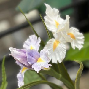 Op de afbeelding: Close-up van witte en paarse irissen met gele centra. De bloemen staan in volle bloei, met delicate, gerimpelde bloemblaadjes. Groene bladeren en stelen vormen een natuurlijke achtergrond en creëren een zacht, wazig effect.