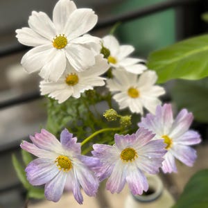 White & Lilac Cosmos Silk Flower Stem: Handmade Artificial Floral Decor