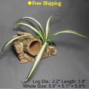 Puede incluir: Un tronco natural con un centro hueco, perfecto para un pequeño hábitat de reptiles o anfibios. El tronco está rodeado por una planta araña verde y blanca, y todo el conjunto mide 15 cm por 13 cm por 15 cm.