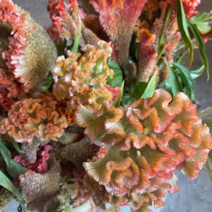 Celosia seeds