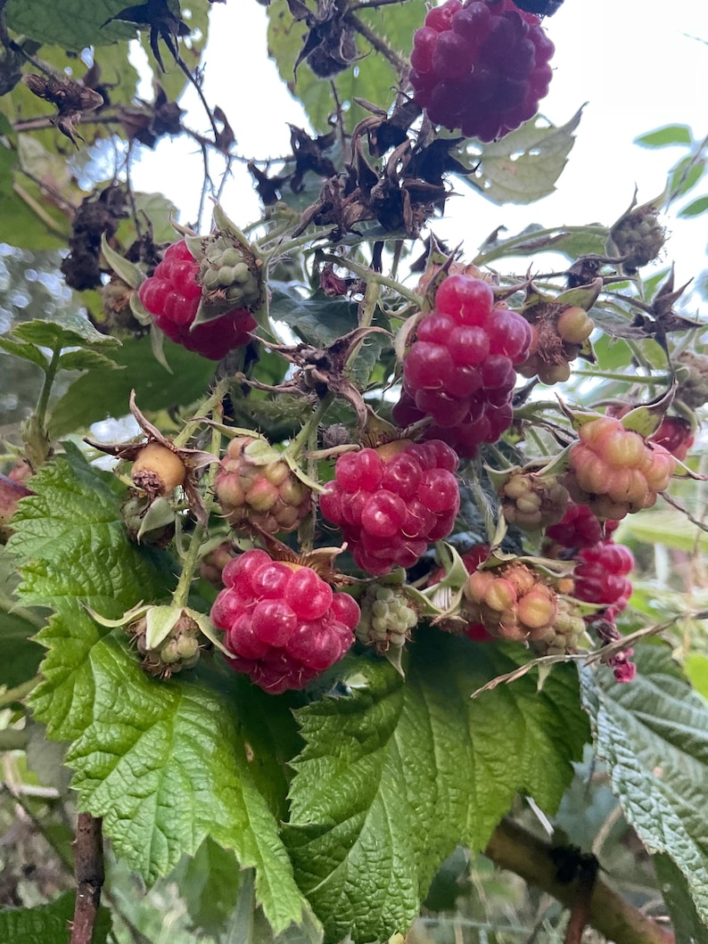 Red Raspberry Stem 6 Bareroot Raspberry Plants, Mammoth Variety - Etsy