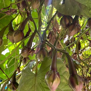 Moonflower seeds