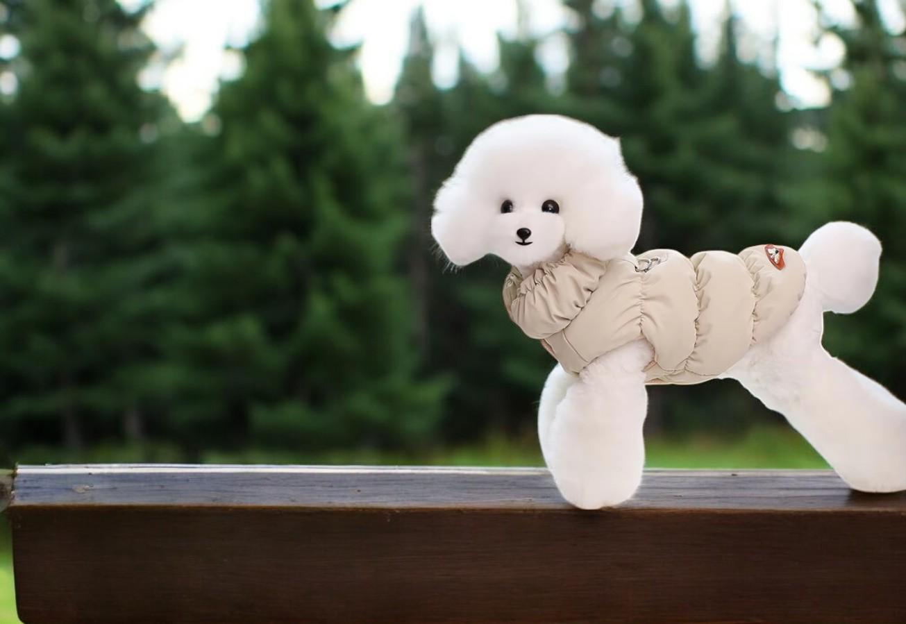 Poodle Vest - Etsy Canada Poodle Vest - Etsy Canada