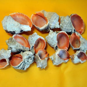 Vintage Black Sea Shells – Natural Assorted Seashells for Crafts, Resin Art, Jewelry Making, Coastal and Beach Decor – 1kg Shell Mix
