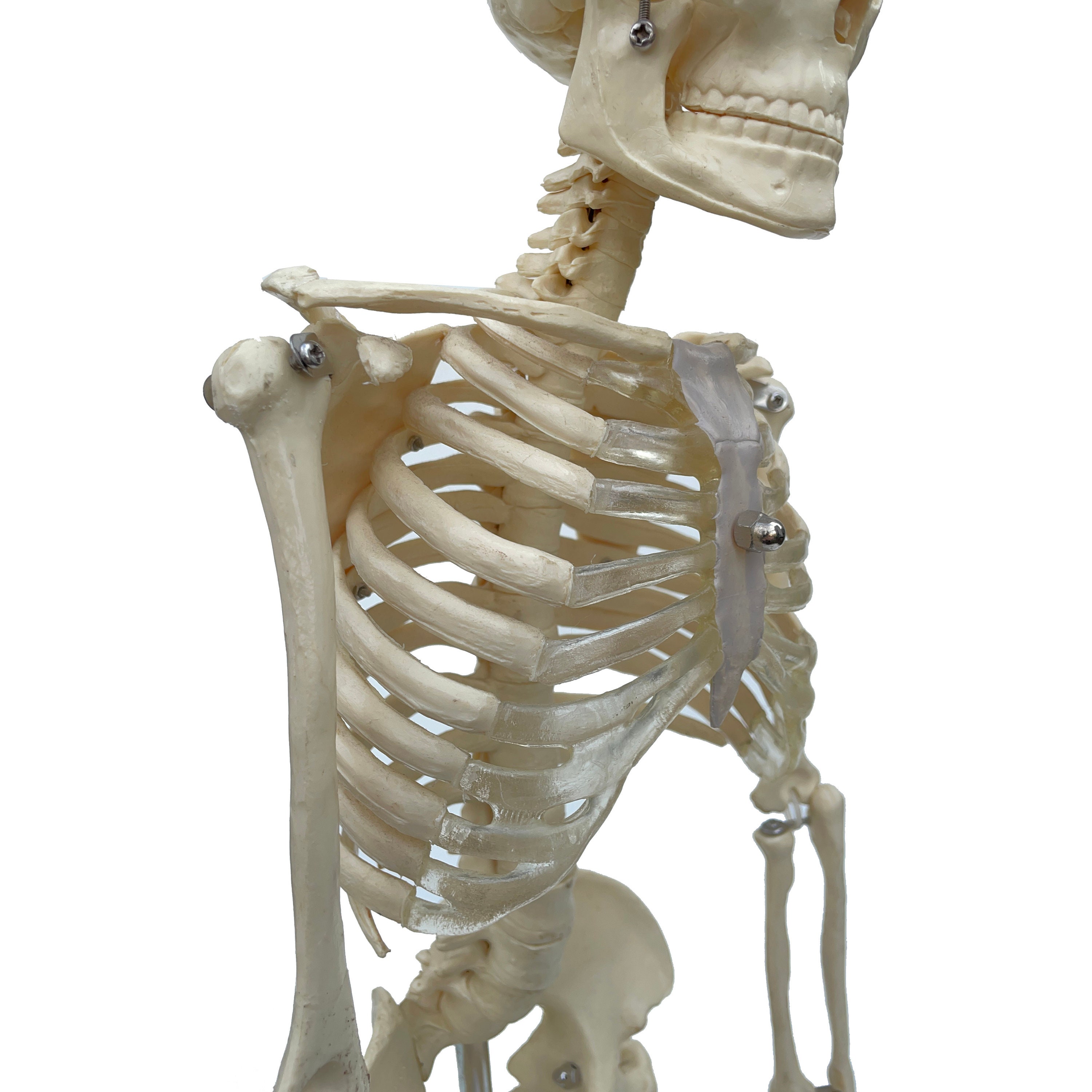 Vintage Desktop Medical Skeleton Model With Steel Base. - Etsy