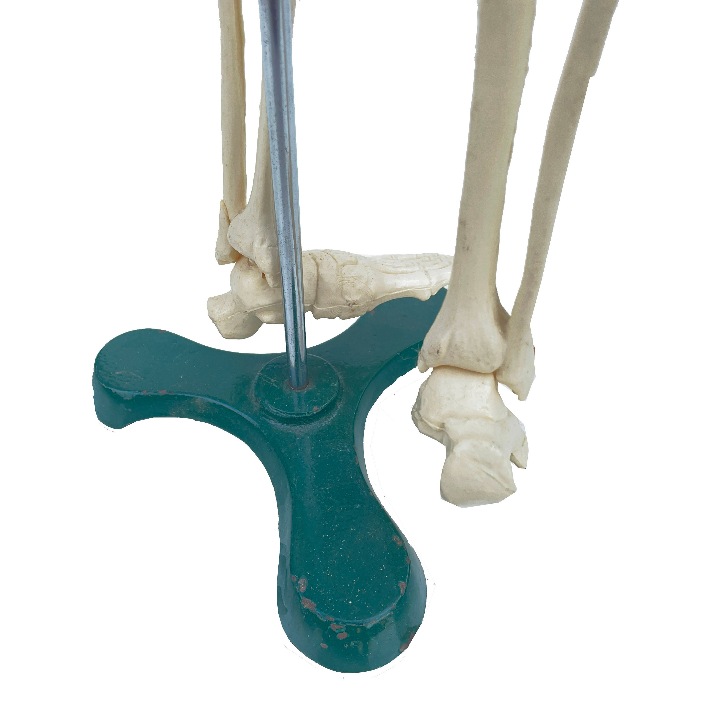 Vintage Desktop Medical Skeleton Model With Steel Base. - Etsy