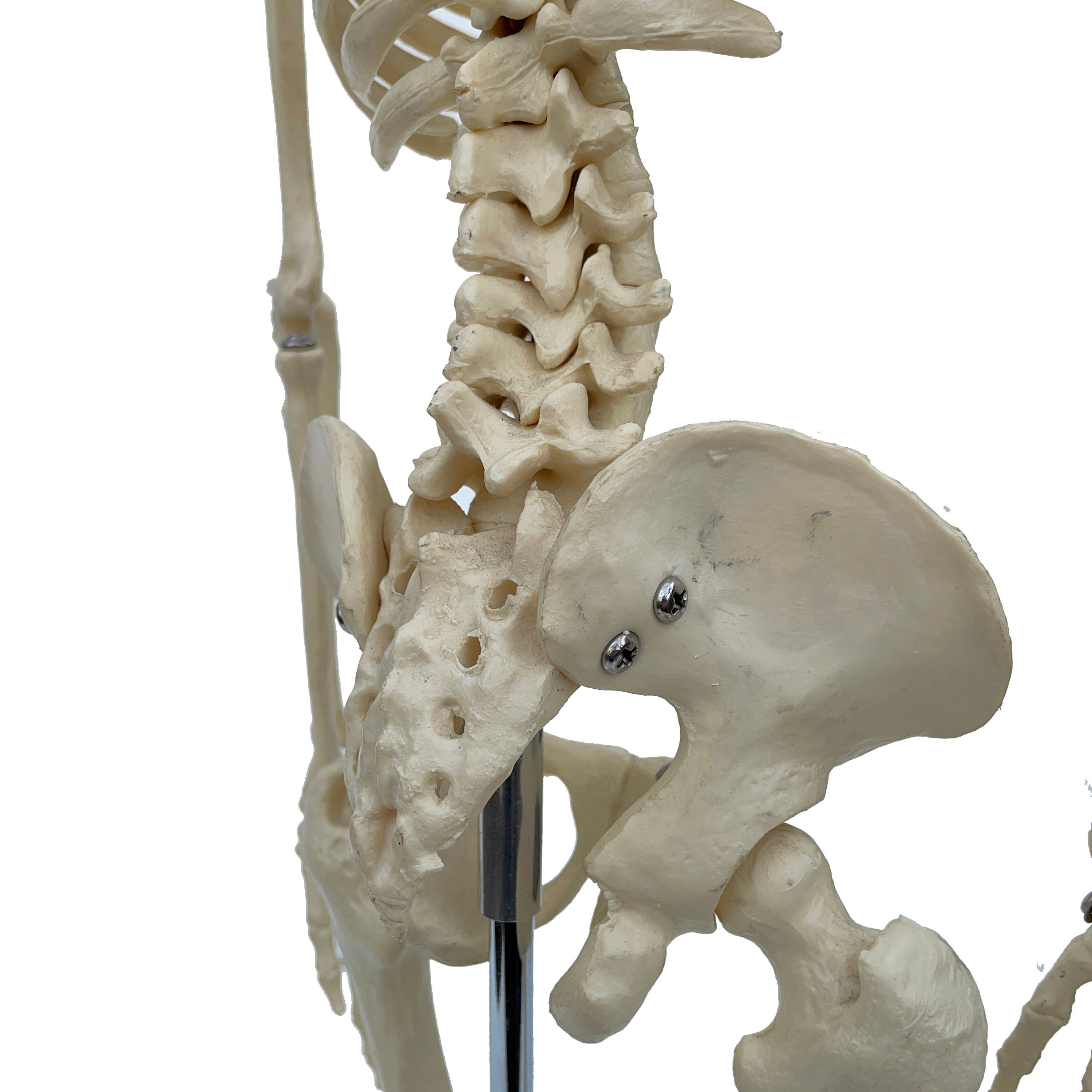 Vintage Desktop Medical Skeleton Model With Steel Base. - Etsy