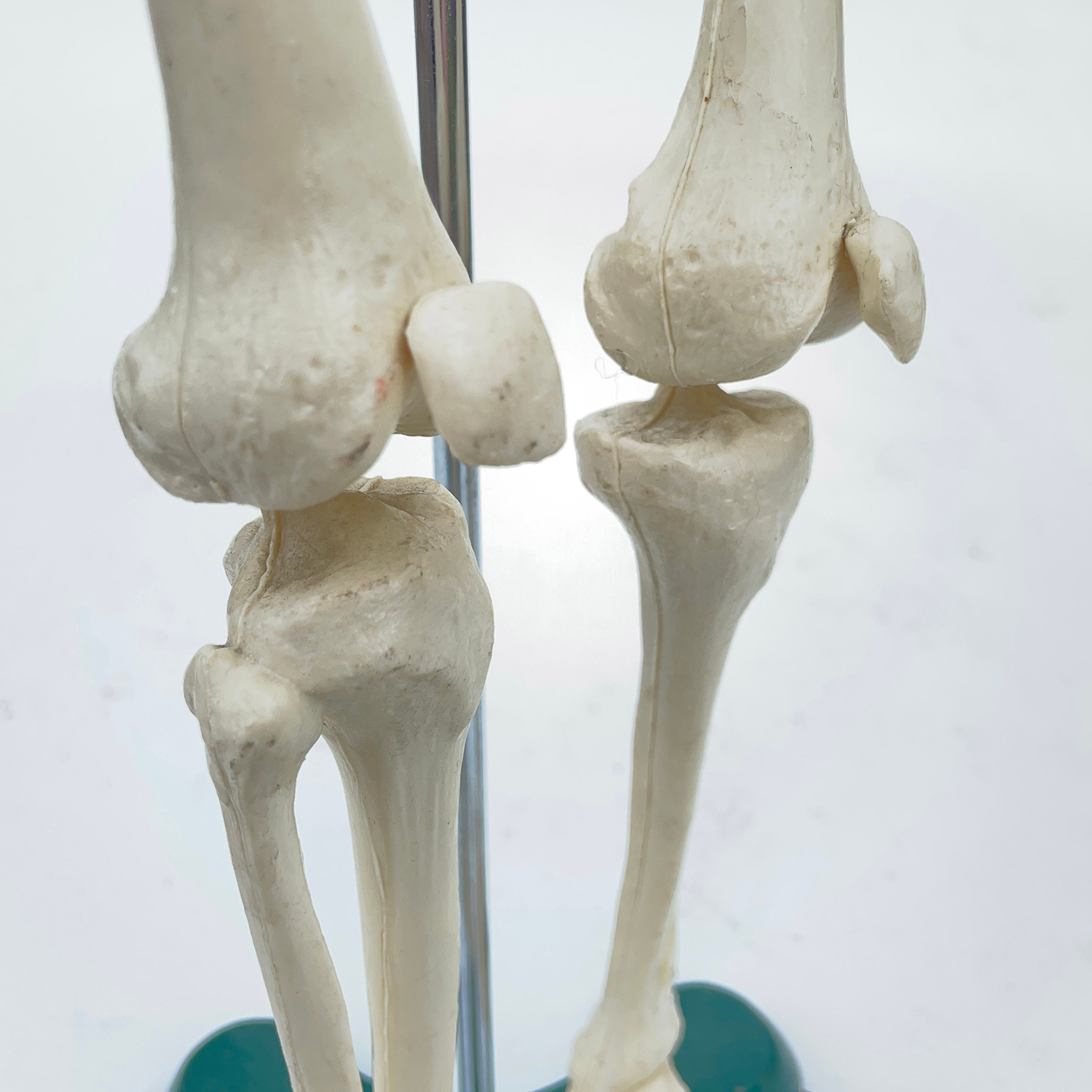 Vintage Desktop Medical Skeleton Model With Steel Base. - Etsy